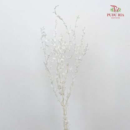 Preservative Eucalyptus Parvifolia - White