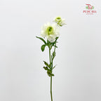 Ranunculus Butterfly Light Green 蝴蝶洋牡丹 - (Per Bundle)