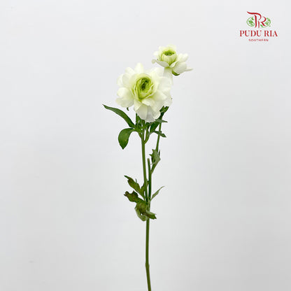 Ranunculus Butterfly Light Green 蝴蝶洋牡丹 - (Per Bundle)