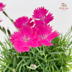 Dianthus