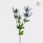 Eryngium Blue 刺芹 - (5 Stems)