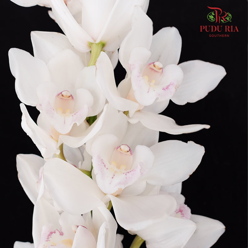 Cymbidium Orchids AAA White - (Per Stem)