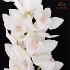 Cymbidium Orchids AAA White - (Per Stem)