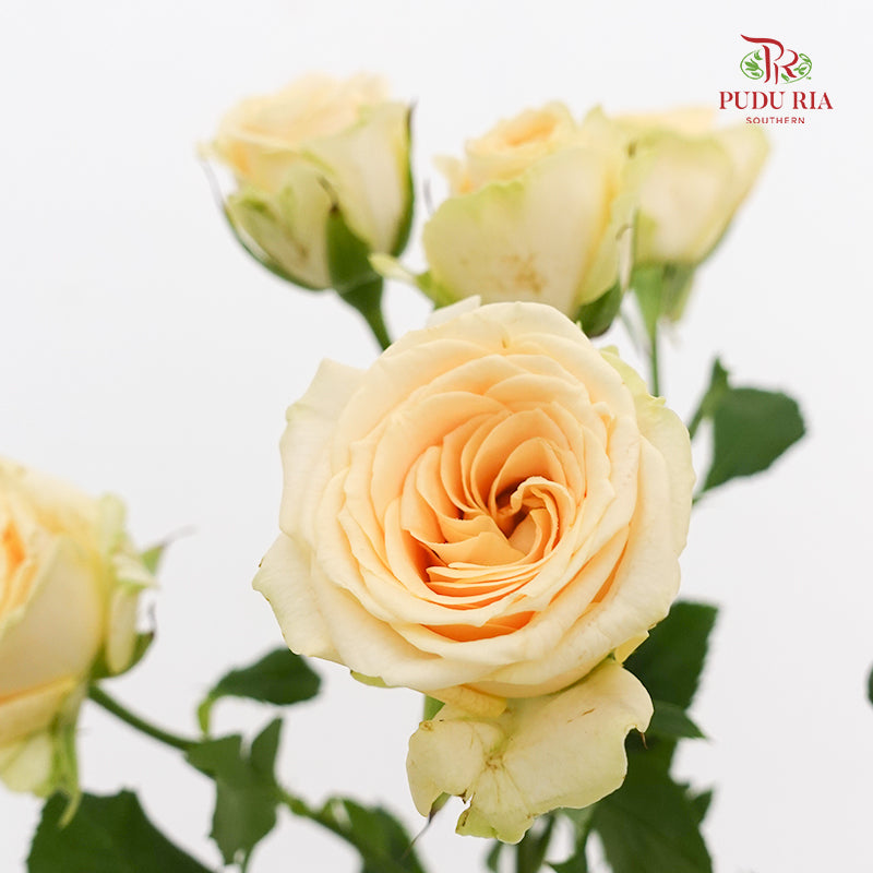 Rose Spray Zephyr - (8-10 Stems)