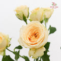 Rose Spray Zephyr - (8-10 Stems)