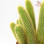 Cactus Mix 3 - Pudu Ria Florist Southern