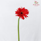 Gerbera Spider Red - (8-10 Stems)