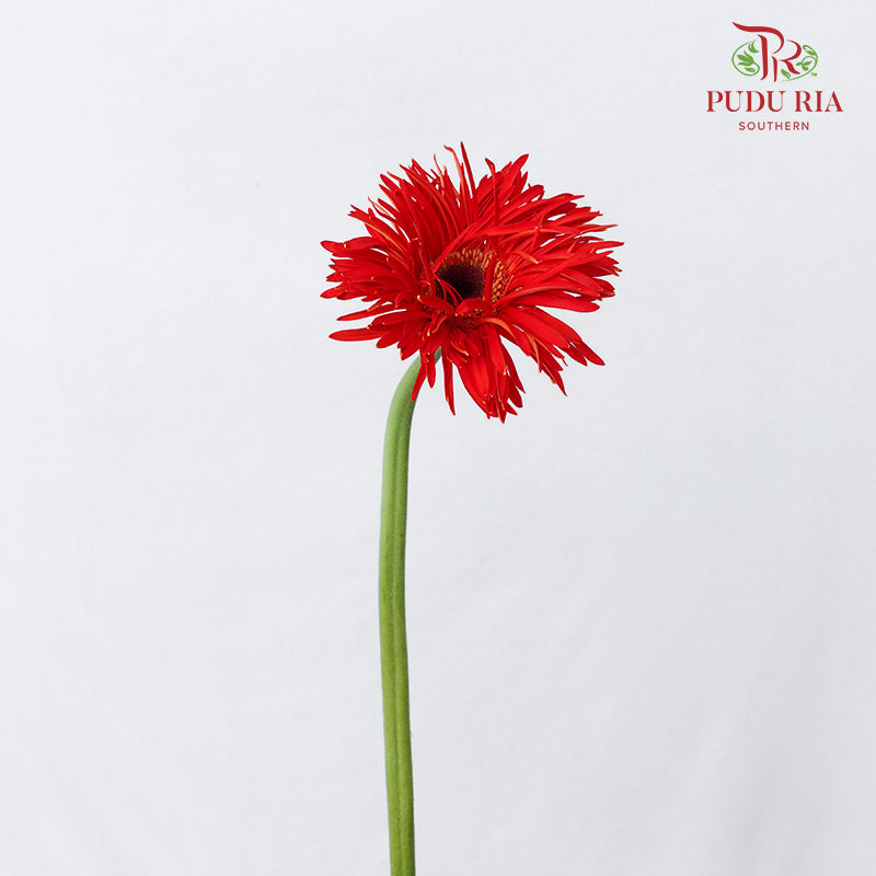 Gerbera Spider Red - (8-10 Stems)