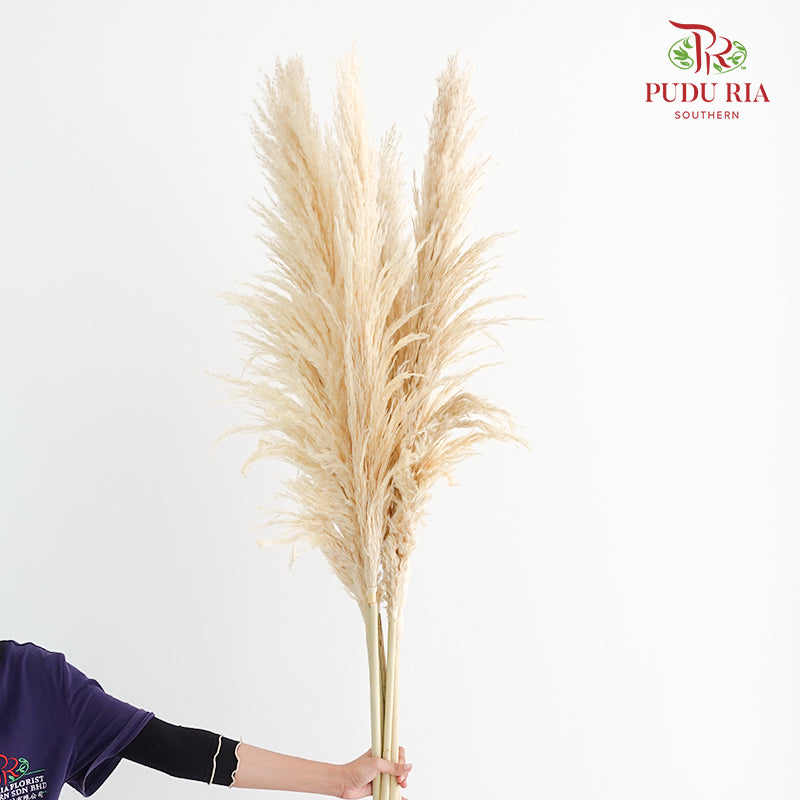 Dry Pampas Natural