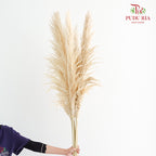 Dry Pampas Natural