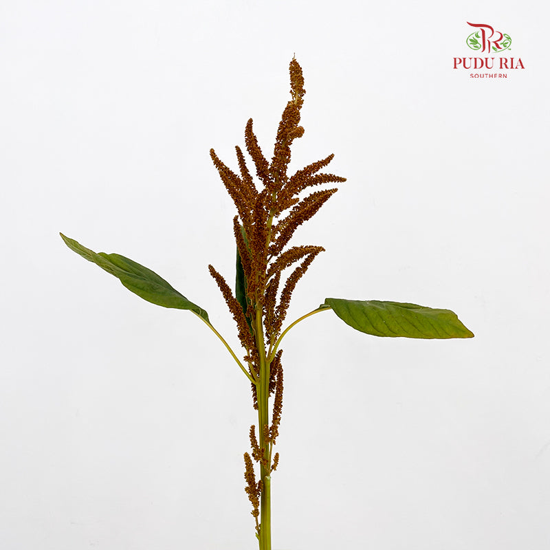 Amaranthus Straight Orange 刺苋 - (Per Bundle)