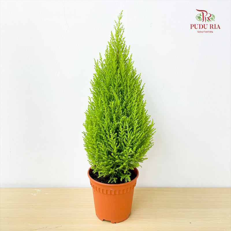 Cupressus Macrocarpa 'Goldcrest'