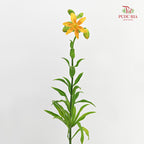 Lilium Hansonii (Hanson's Lily) - (5 Stems)