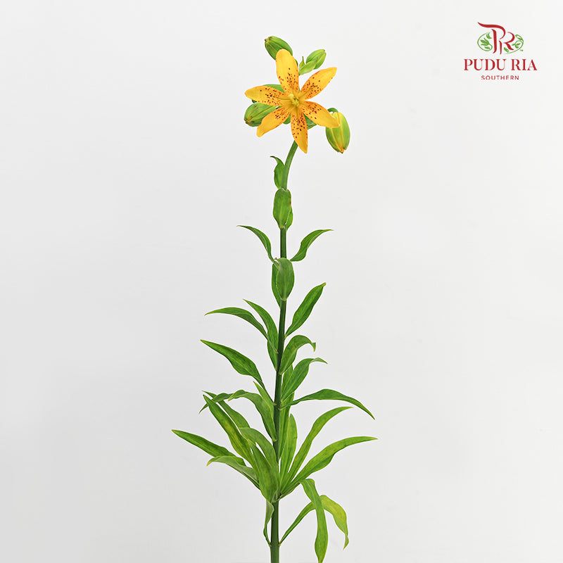 Lilium Hansonii (Hanson's Lily) - (5 Stems)