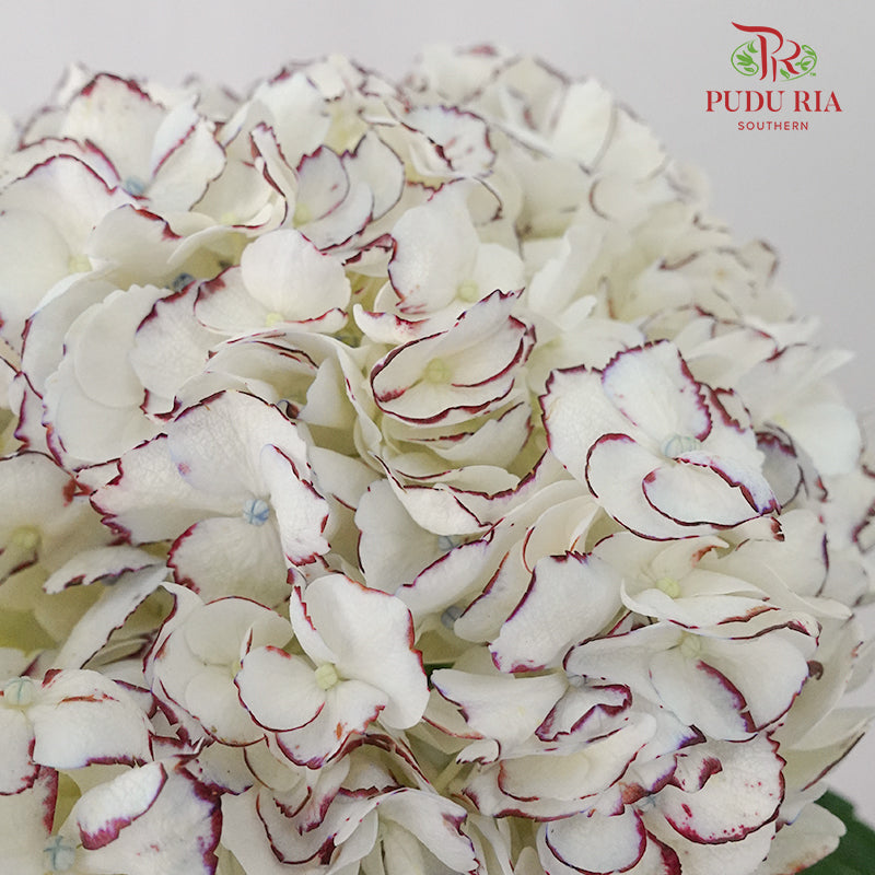 Hydrangea White Red / Per Stem - Pudu Ria Florist Southern