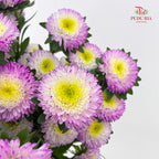 Aster Purple 翠菊 - (Per Bundle)