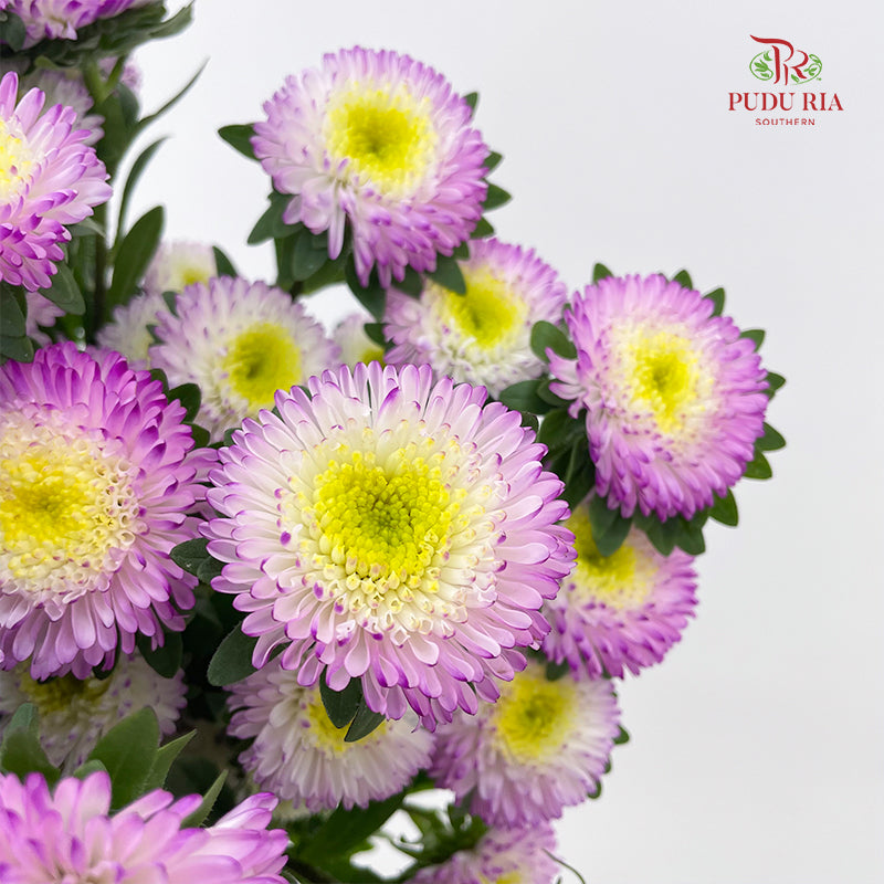 Aster 翠菊 Soft Purple - (Per Bundle)