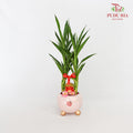 CNY Potted Plant Arrangement 2024#13