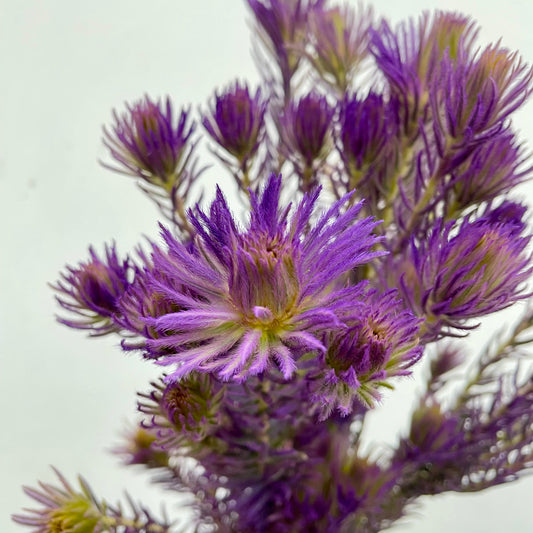 Spray Golden Goose Purple - (Per Bundle)