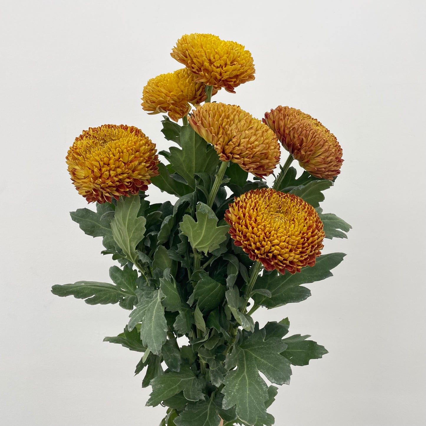 Fatt Choy Mum - (6 Stems)