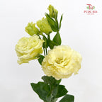 Eustoma Wave Yellow - (12-15 Stems)