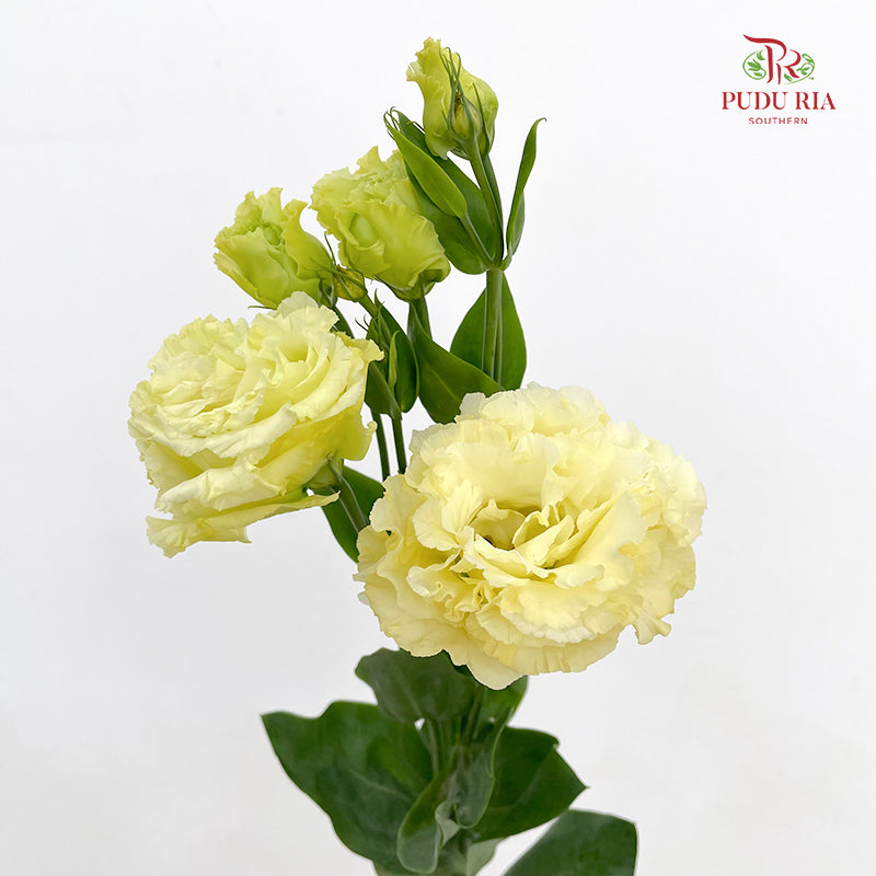 Eustoma Wave Yellow - (12-15 Stems)