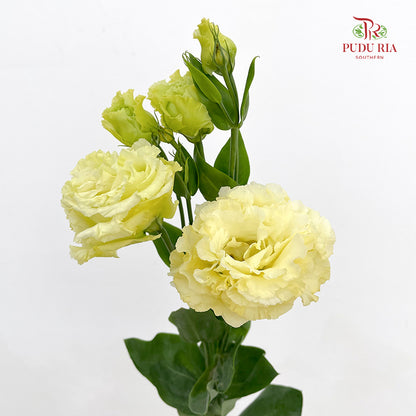 Eustoma Wave Yellow (12-15 Stems)