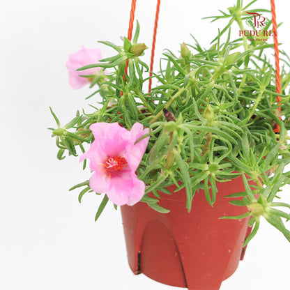 Portulaca Grandiflora (Japanese Rose)