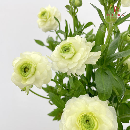 Ranunculus Butterfly Light Green - (Per Bundle)