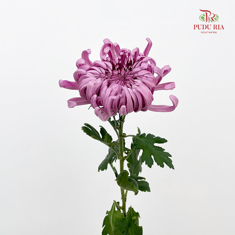 Chrysanthemum Jeweled - (5 Stems)