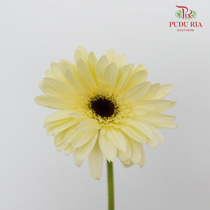 Gerbera mini - Pudu Ria Florist Southern