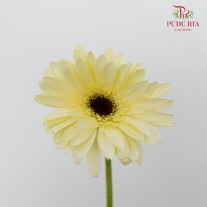 Gerbera mini - Pudu Ria Florist Southern