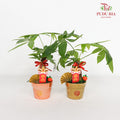 CNY Potted Plant Arrangement 2024#28