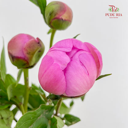 Peony Si Chuan Pink - (5 Stems)