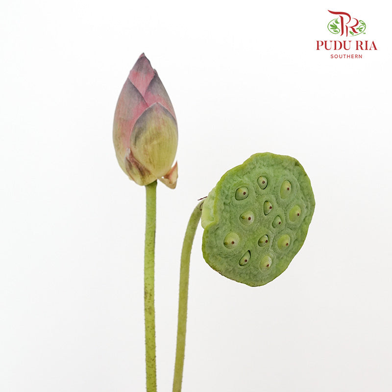 Lotus - Pudu Ria Florist Southern
