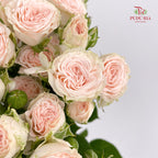 Rose Spray Roslin - (8-10 Stems)