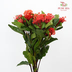 Ixora Orange - Pudu Ria Florist Southern