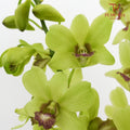 Dendrobium Orchid Green 绿石斛兰 - (10 Stems)