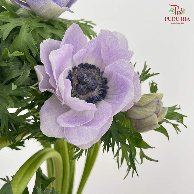 Anemone Hupehensis Purple 银莲花 - (Per Bundle)