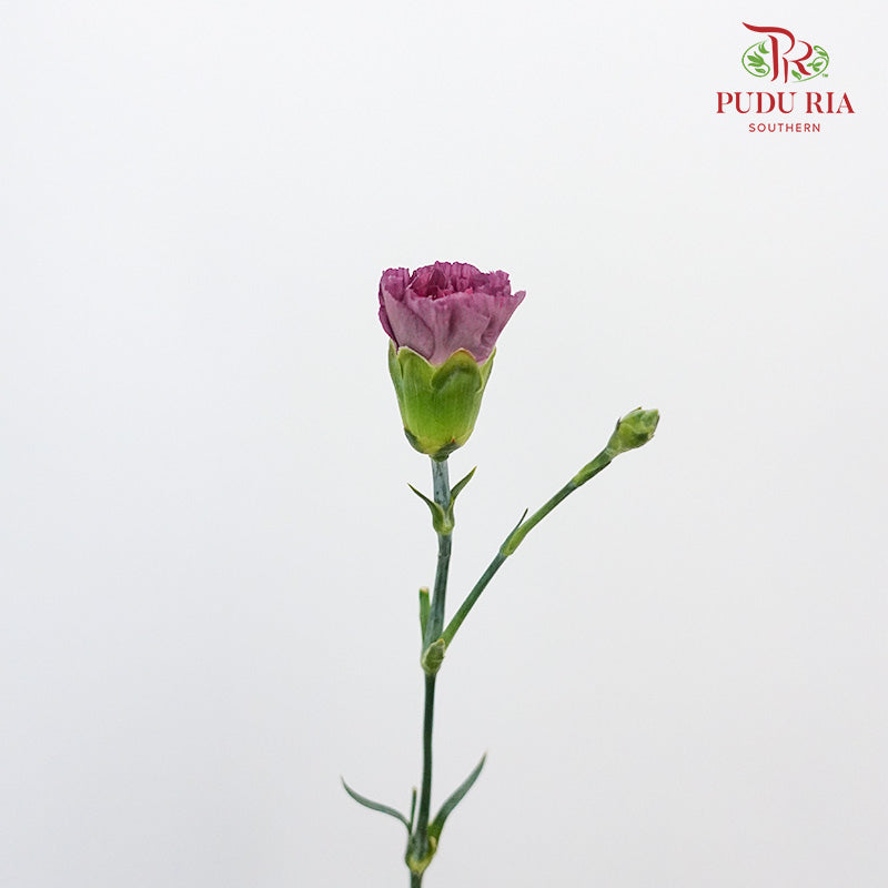 Carnation St Wild Horse  (18-20 Stems) - Pudu Ria Florist Southern