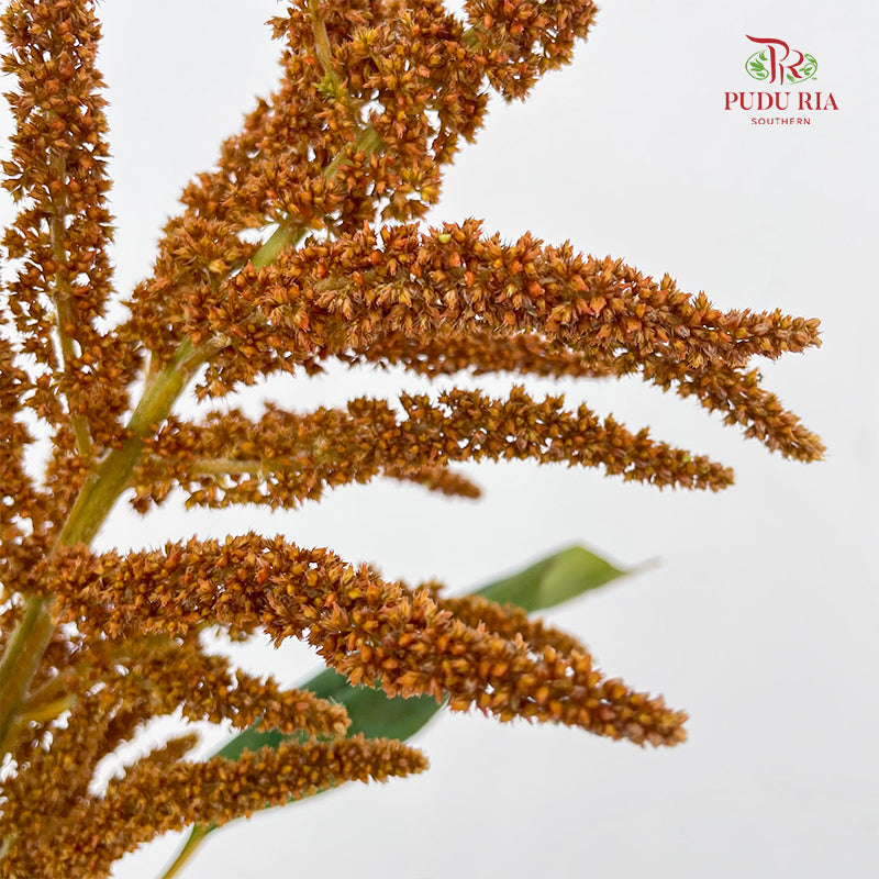 Amaranthus Straight Orange 刺苋 - (Per Bundle)