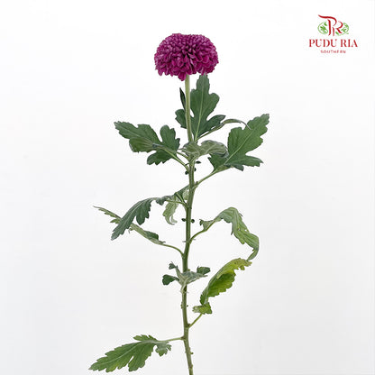 Chrysanthemum Ping Pong Purple - (10 Stems)