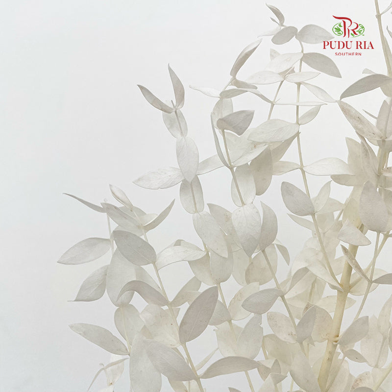 Preservative Eucalyptus Parvifolia - White