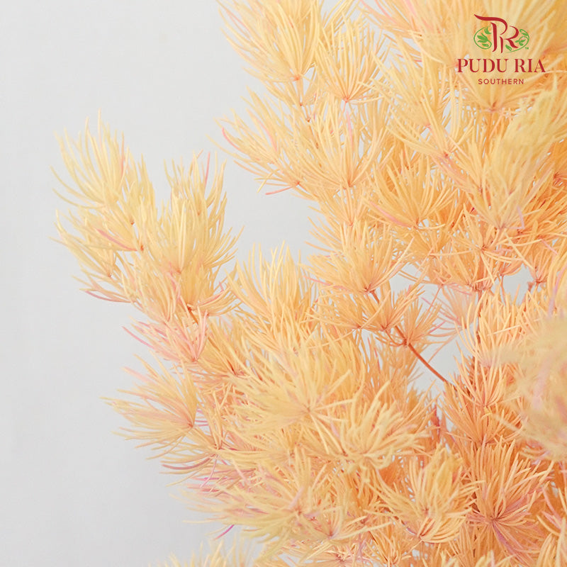 Preservative Asparagus Fern Champagne - Pudu Ria Florist Southern