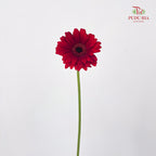 Gerbera Mini Bienvenue - (5 Stems)