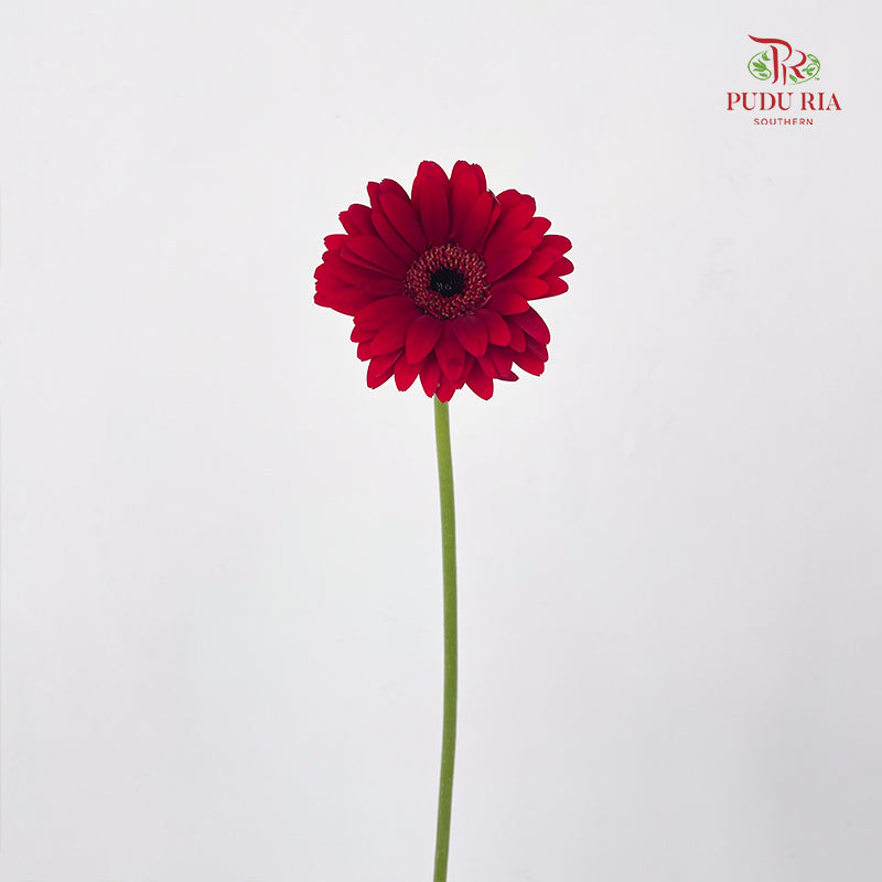 Gerbera Mini Bienvenue - (5 Stems)