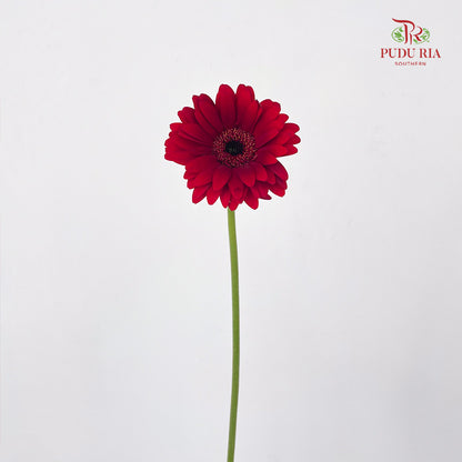 Gerbera Mini Bienvenue - (5 Stems)