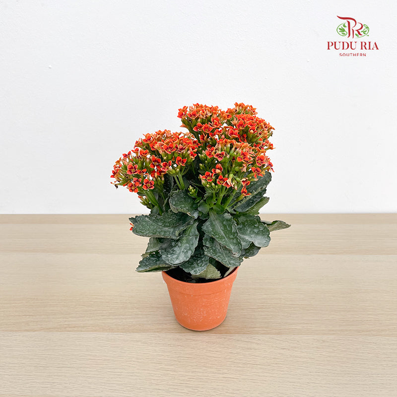 Kalanchoe Mixed (M)
