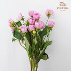 Dahlia Light Purple - (Per Bunch) - Pudu Ria Florist Southern
