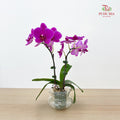 Phalaenopsis Orchid Purple Double Stems